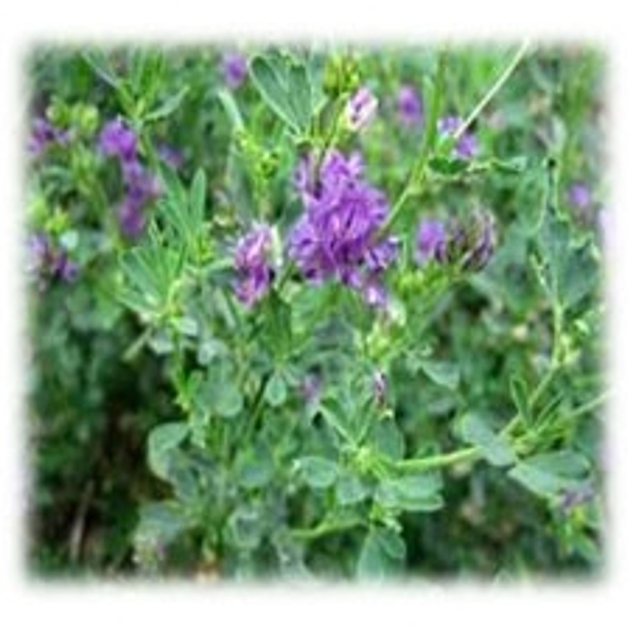 Merit Gold High-Yield Alfalfa Seed | Top-Quality Perennial Forage for Sale