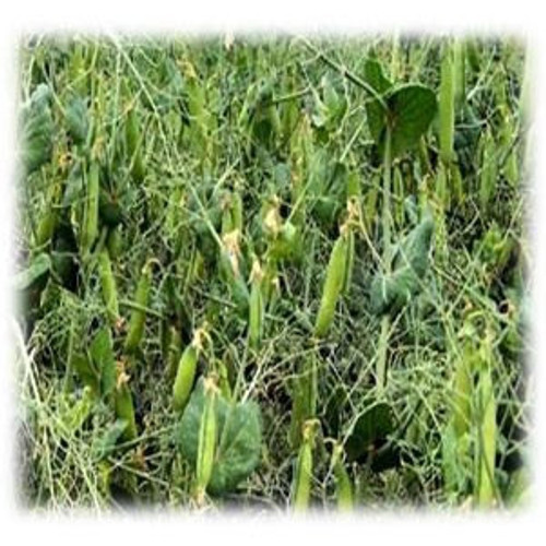 Packer Forage Peas - Wildlife Food Plot