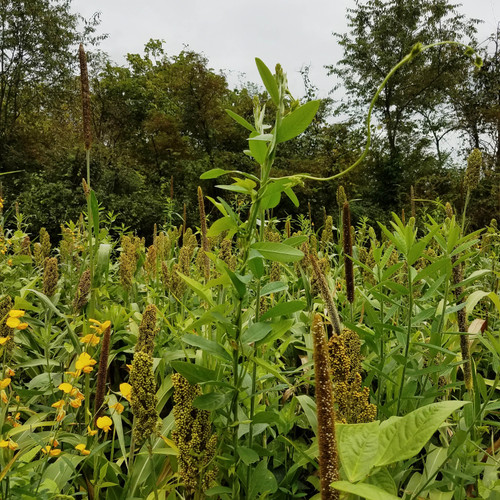 Red Ripper Cowpea