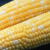 Providence Sweet Corn | Merit Seed in Berlin, Ohio