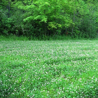 Classic Whitetail Clover Seed Mix | Whitetail Food Plot | Merit Seed