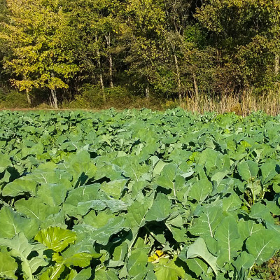 Bayou Kale | Wildlife Food Plot | Merit Seed in Ohio