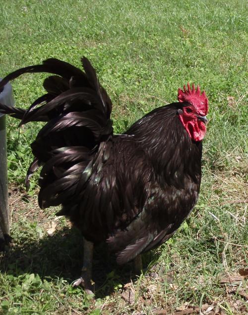 GreenLifeHomestead Black American Bresse Rooster