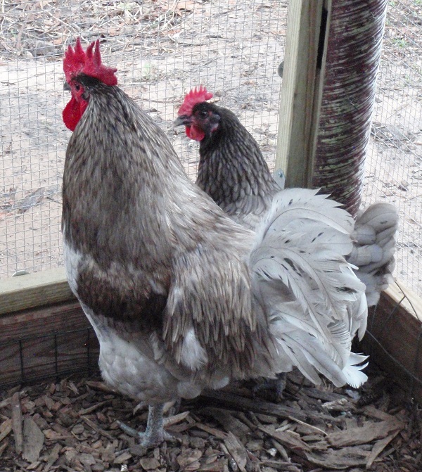 American Blue Bresse Hen and Rooster