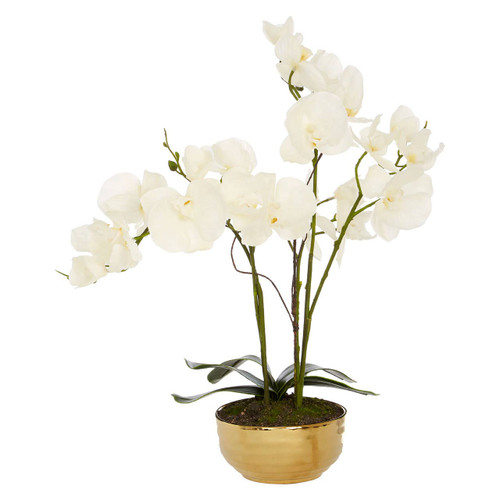 White Orchid Plant with Gold Ceramic Pot