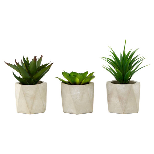 Fiori Set of 3 Succulents in Geo Cement Pots