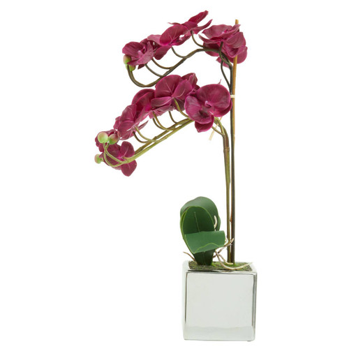 Fiori Aubergine Orchid Plant