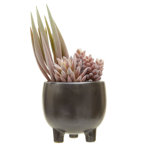 Fiori Mixed Succulents in Ceramic Pot