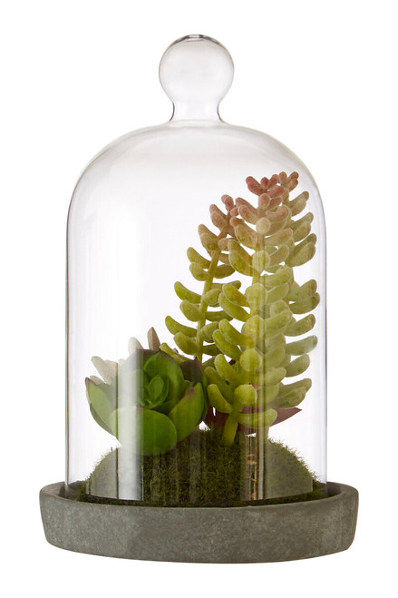Fiori Small Succulent Dome with Cement Base