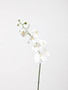 Fiori Artificial flowers Cream Orchid Stem