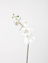 Fiori Artificial flowers Cream Orchid Stem