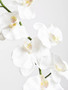 Fiori Artificial flowers Cream Orchid Stem