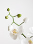 Fiori Artificial flowers Cream Orchid Stem