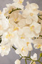 Fiori Artificial flowers Cream Orchid Stem