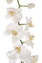 Fiori Artificial flowers Cream Orchid Stem