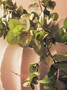 Fiori Green Eucalyptus Spray Stem