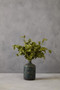 Fiori Green Eucalyptus Spray Stem