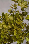 Fiori Green Eucalyptus Spray Stem