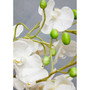 Fiori White Orchid Plant