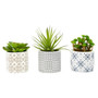 Fiori Set of 3 Succulents in Henna Ceramic Pots