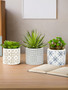 Fiori Set of 3 Succulents in Geometric Design Ceramic Pots