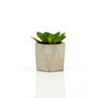 Fiori Set of 3 Succulents in Geo Cement Pots