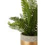 Fiori Boston Fern Succulent