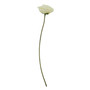 Fiori Poppy Stem Cream Flower  - 64cm