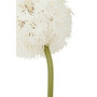 Fiori Allium Stem Ivory Flower - 72cm