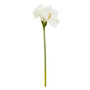 Fiori Amarylilis Stem Ivory Flower - 72cm