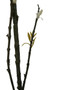 Fiori Tall White Pussy Willow Spray Flower Stem
