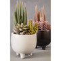 Fiori Mixed Succulents in Ceramic Pot