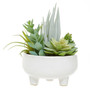 Fiori Mixed Succulents In Large Ceramic Pot