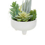 Fiori Mixed Succulents In Large Ceramic Pot