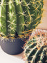 Fiori Round Cactus in Pot
