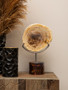 Relic Petrified Wood Sculpture