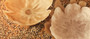 Galene Fluted Natural Glass Plate