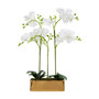 Fiori White Orchid Plant