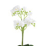 Fiori White Orchid Plant