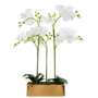 Fiori White Orchid Plant