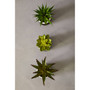 Fiori Set of 3 Black Pot Succulents