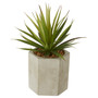 Fiori Sword Grass
