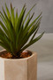 Fiori Sword Grass