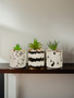 Mimo Set of 3 White And Black Succulents