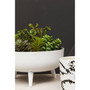 Alina White Planter