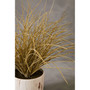 Fiori Grass Plant