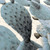 Cacti Quilt Set - 754069647101