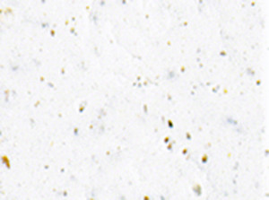 Cinelli Gel Ribbon Handlebar Tape - White