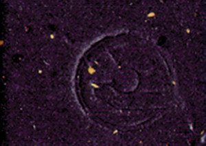 Cinelli Cork Ribbon Handlebar Tape - Black