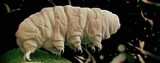 Tardigrade Tough NEMA-Rated Touchscreens